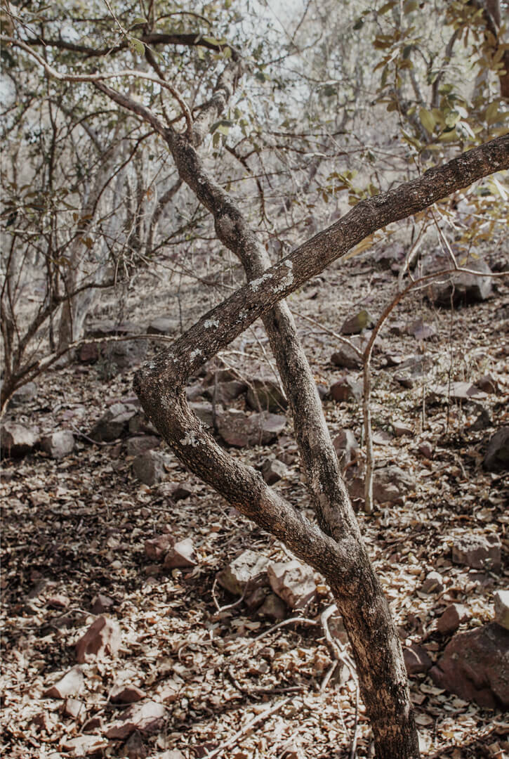 Among Others — Ben Viljoen, 2025